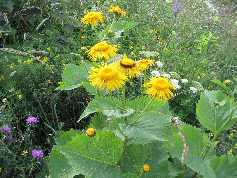 Изображение особи Telekia speciosa.