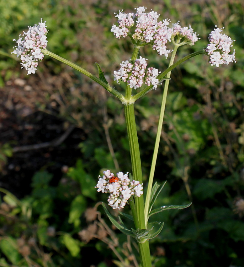 Изображение особи род Valeriana.