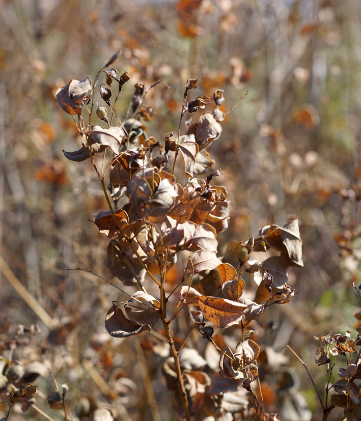 Image of Lespedeza bicolor specimen.