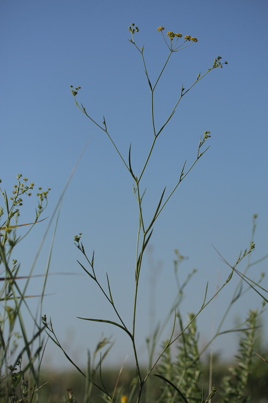 Image of Bupleurum falcatum specimen.