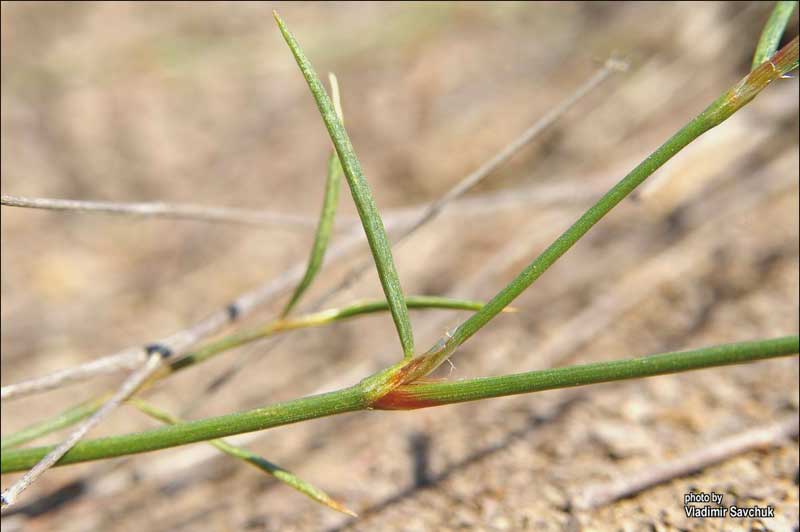 Image of Polygonum salsugineum specimen.