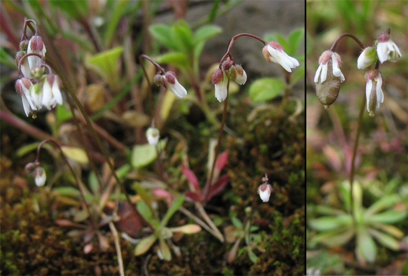 Изображение особи Erophila verna.