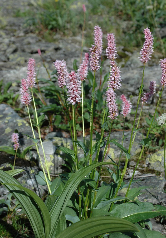 Image of Bistorta officinalis specimen.