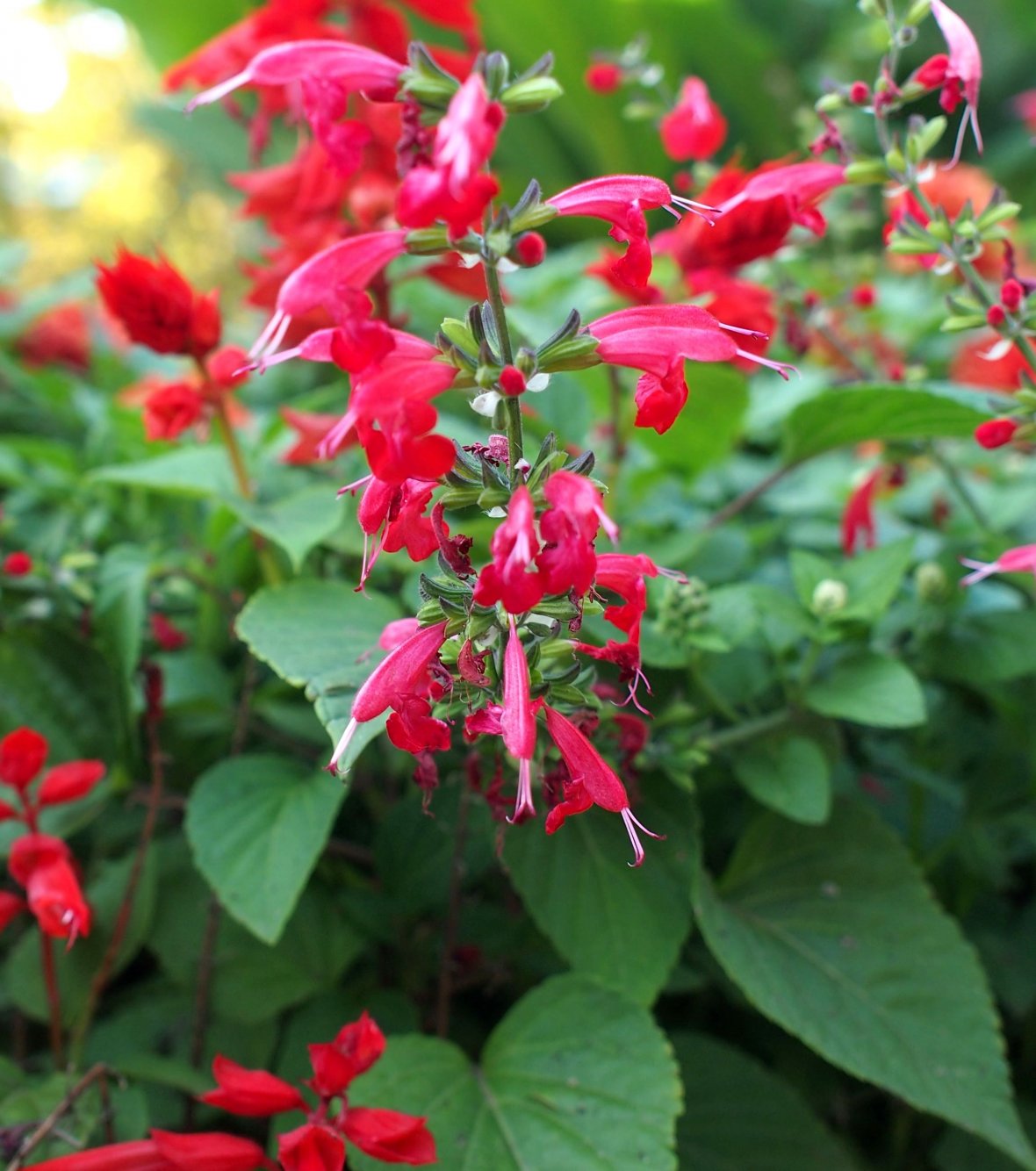 Image of Salvia coccinea specimen.