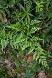 Asplenium adiantum-nigrum. Вайя. Черногория, муниципалитет Будва, окр. пос. Пржно, заросли кустарников и лиан у тропы близ берега моря. 16.10.2014.