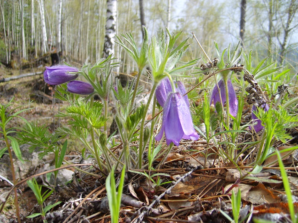 Image of Pulsatilla turczaninovii specimen.