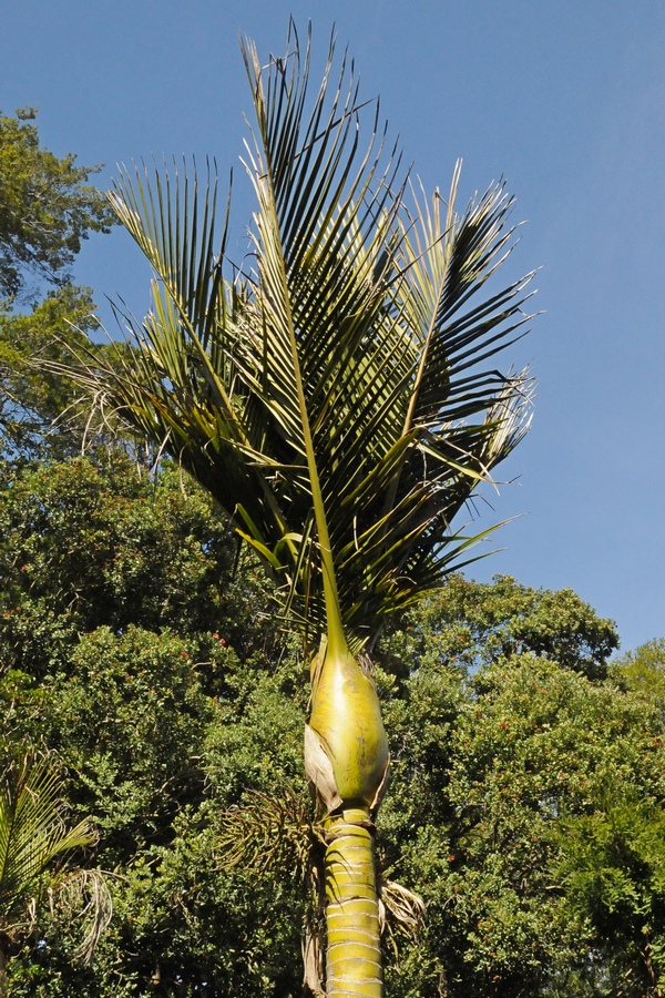 Image of Rhopalostylis sapida specimen.