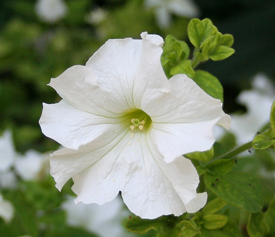 Image of Petunia &times; hybrida specimen.