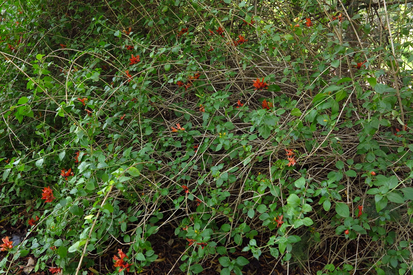 Image of Ruttya fruticosa specimen.