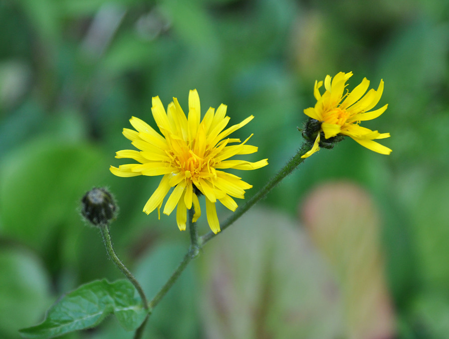 Изображение особи Crepis sibirica.