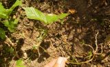 Rubus saxatilis