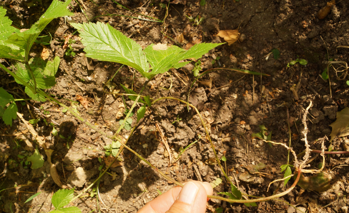 Image of Rubus saxatilis specimen.