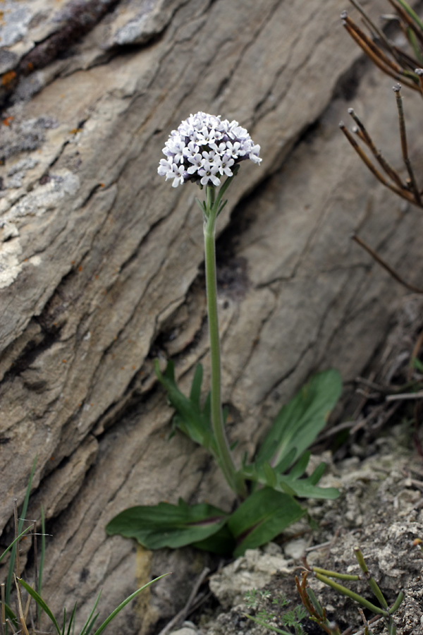 Image of Valeriana chionophila specimen.