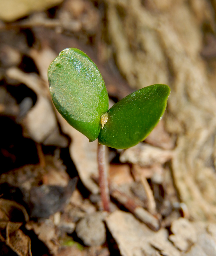 Image of Carpinus betulus specimen.