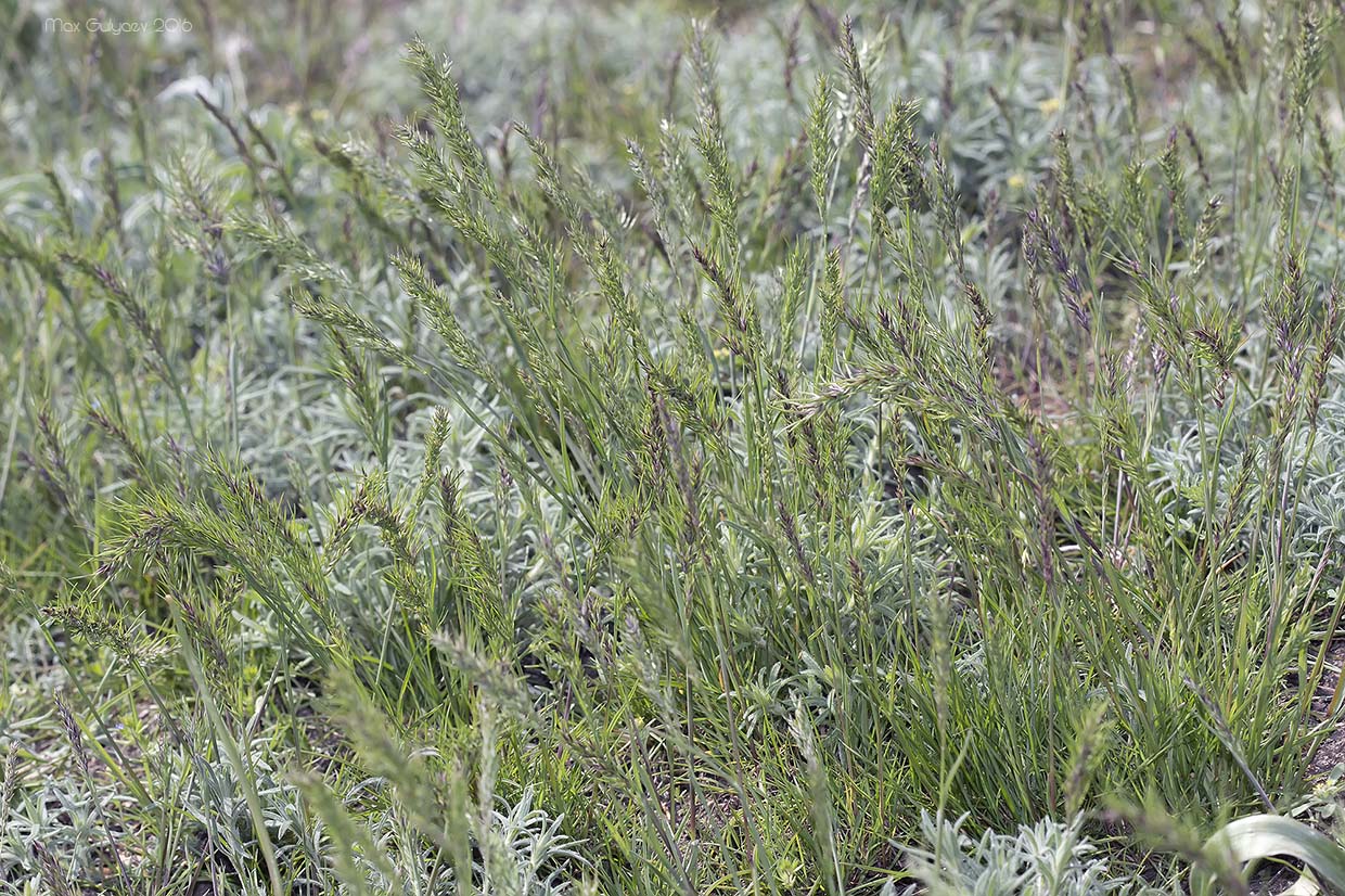 Изображение особи Poa bulbosa ssp. vivipara.