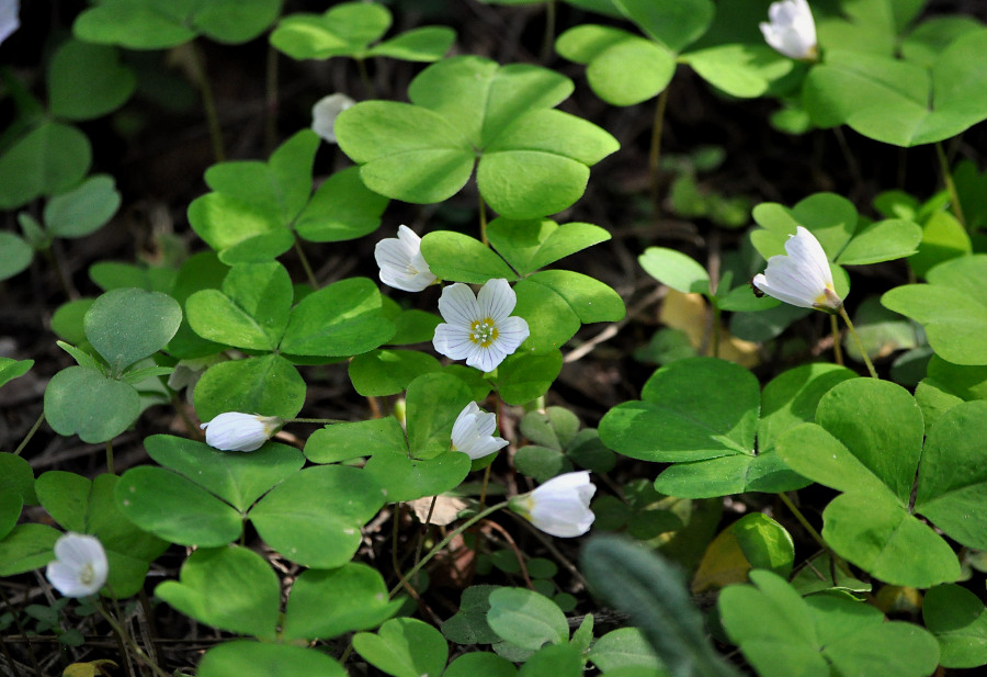 Изображение особи Oxalis acetosella.