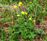 Trollius europaeus. Цветущее растение. Московская обл., Раменский р-н, окр. ж.-д. платформы Хрипань, просека под ЛЭП. 23.05.2016.