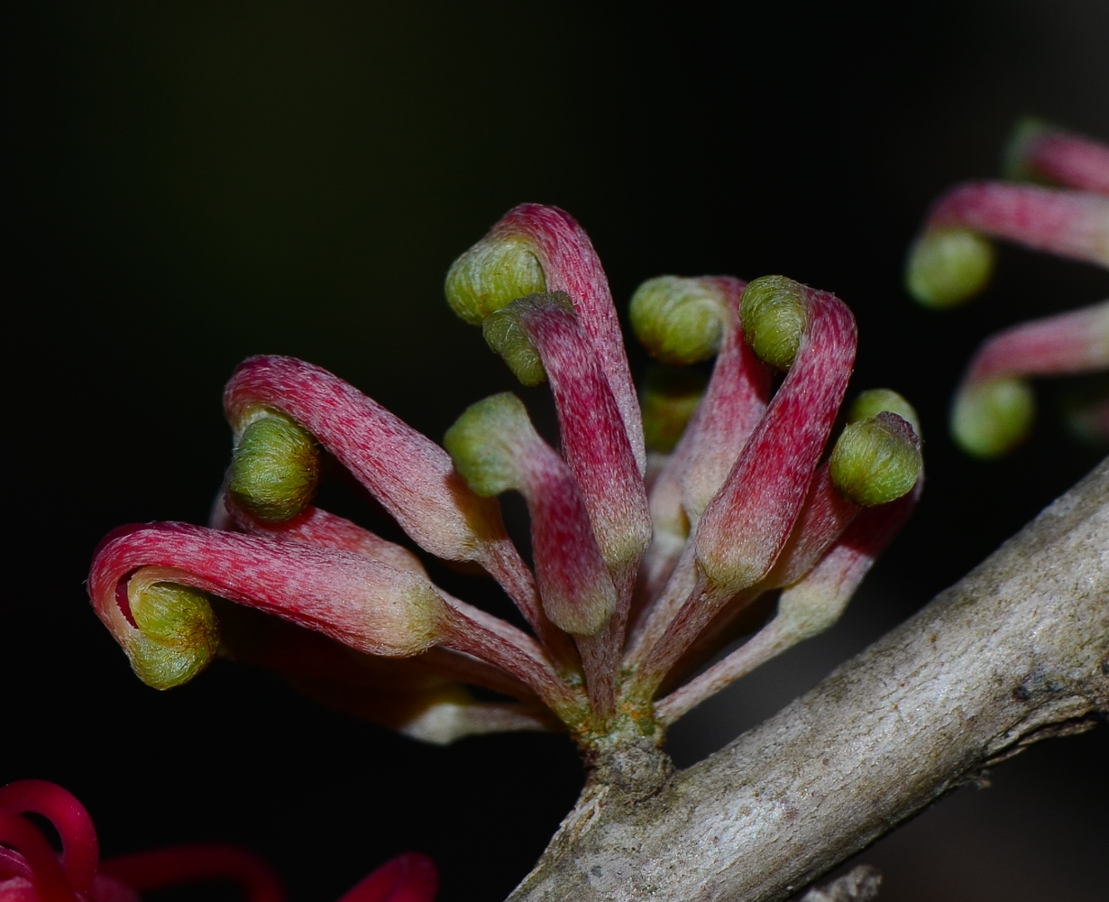 Изображение особи Hakea orthorrhyncha.