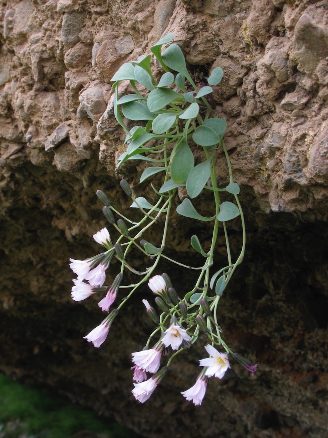 Image of Crepis lactea specimen.