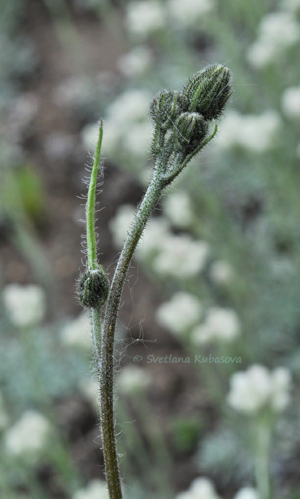 Image of Hieracium maculatum specimen.