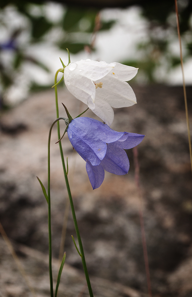 Image of Campanula rotundifolia specimen.