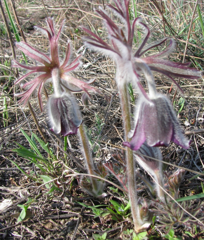 Image of Pulsatilla ucrainica specimen.