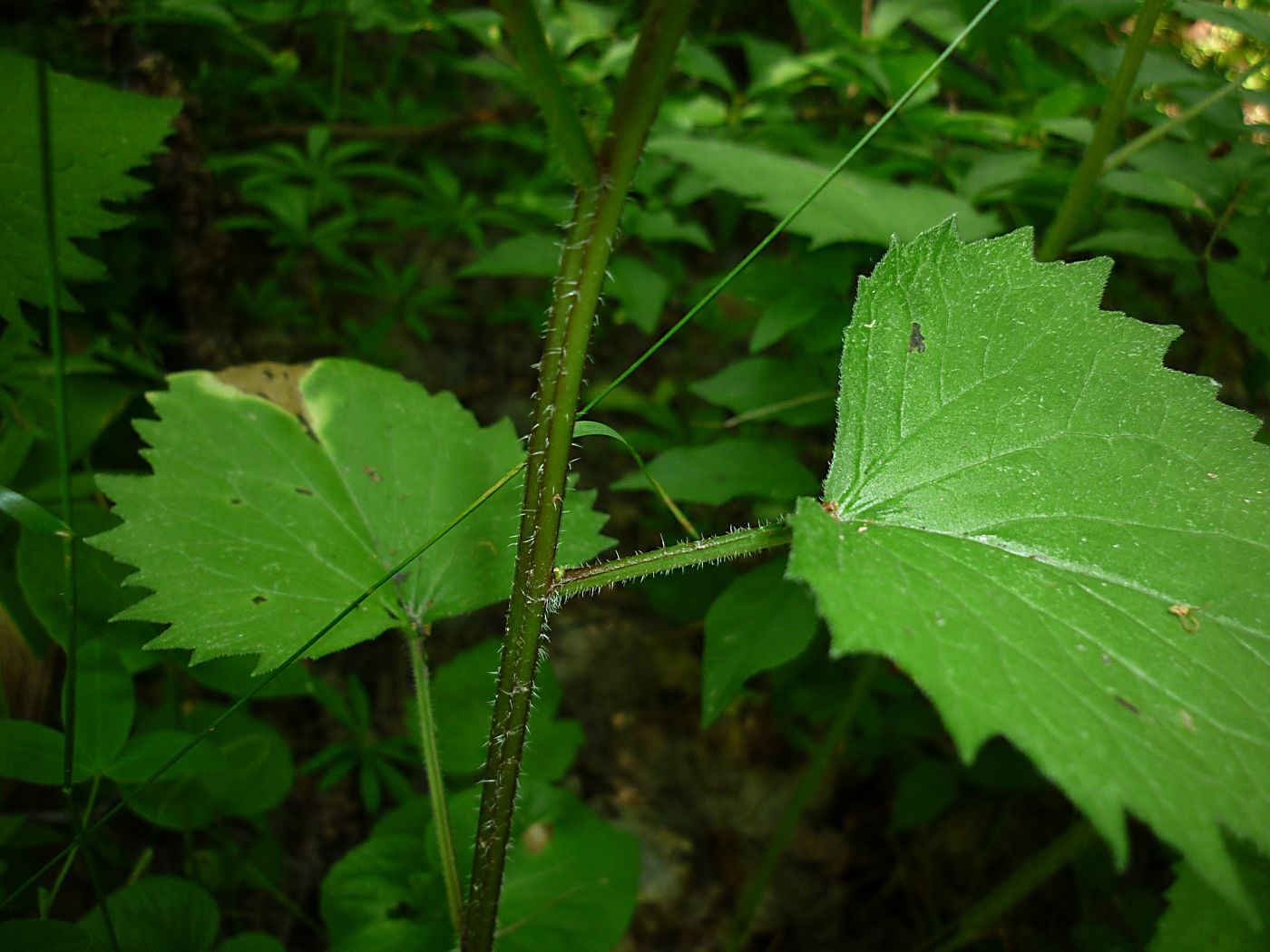 Image of Campanula trachelium specimen.