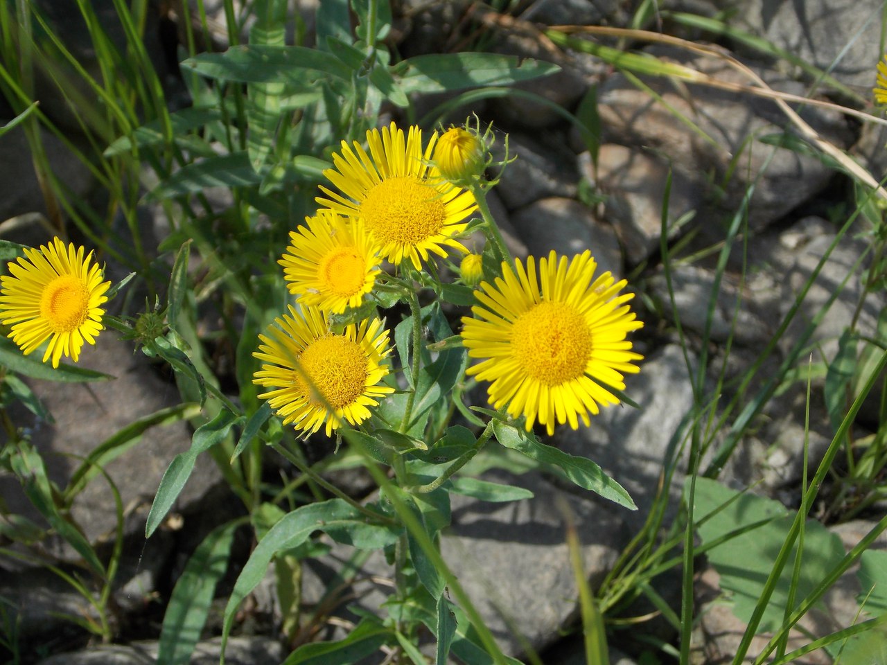 Image of Inula britannica specimen.