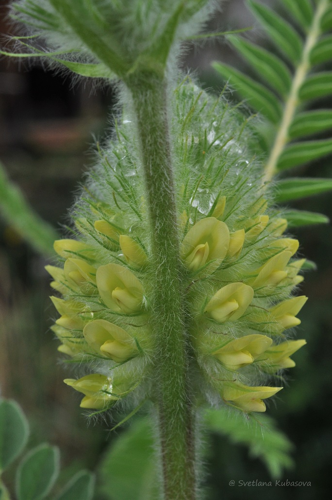 Image of Astragalus alopecurus specimen.