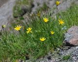 Tragopogon filifolius. Цветущие растения. Кабардино-Балкария, Эльбрусский р-н, пик Терскол, ≈ 2900 м н.у.м., каменистый склон. 14.07.2016.