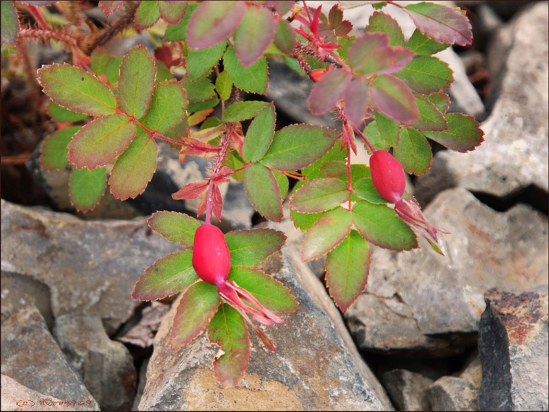 Image of Rosa acicularis specimen.