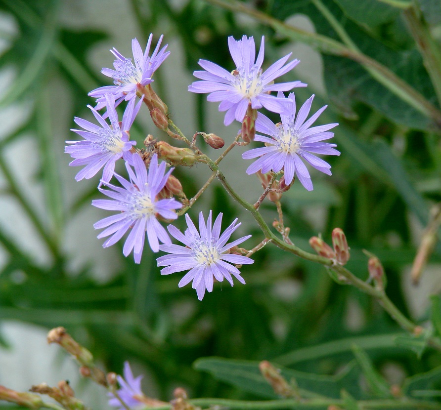 Image of Lactuca sibirica specimen.