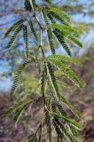 Prosopis juliflora