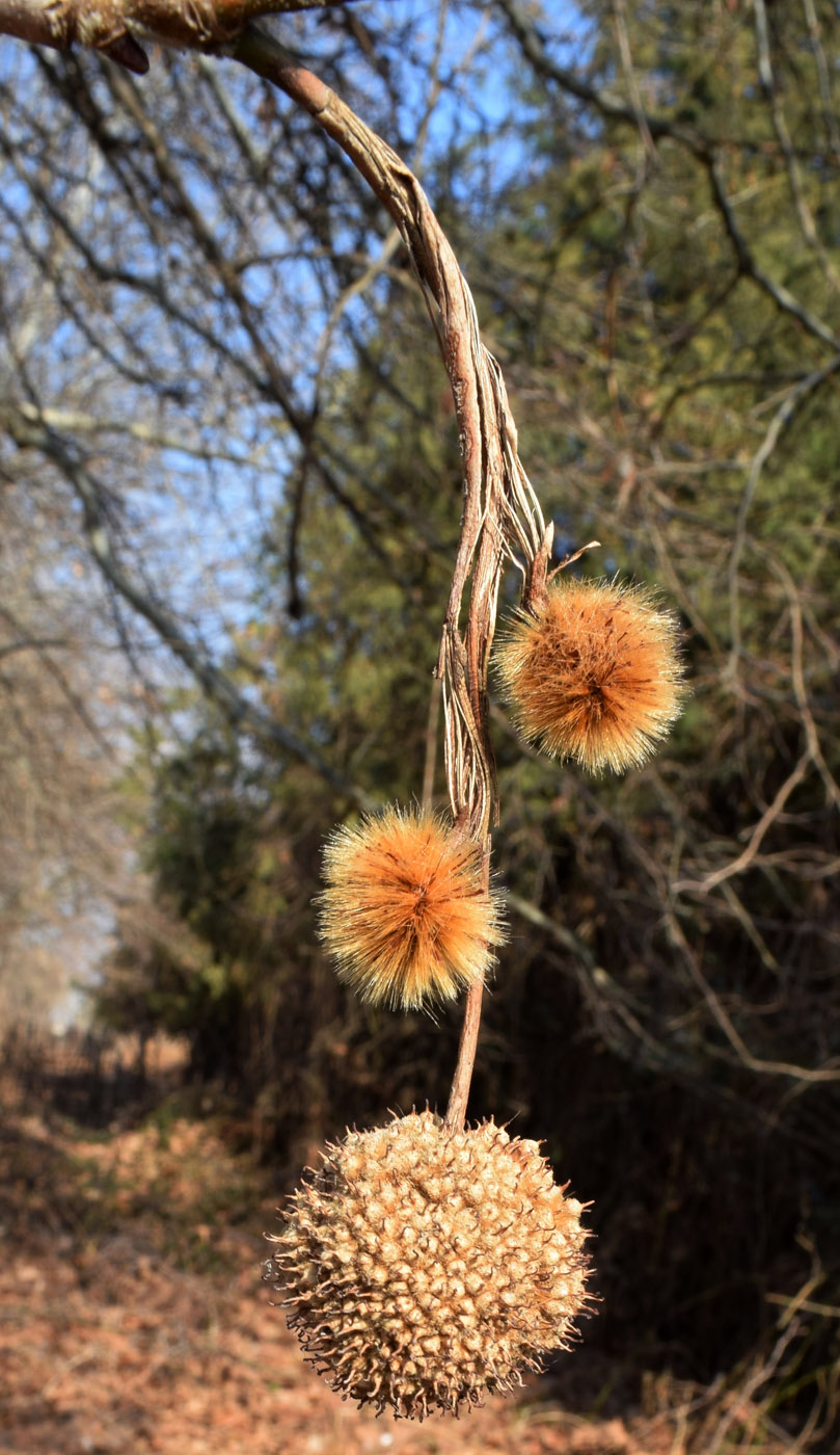 Image of Platanus orientalis specimen.