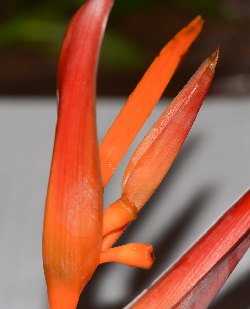 Image of Heliconia psittacorum specimen.