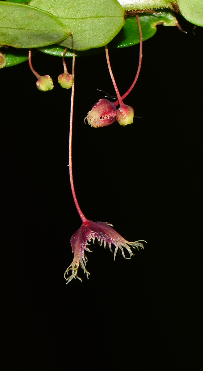 Изображение особи Phyllanthus pulcher.