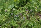 Lathyrus humilis