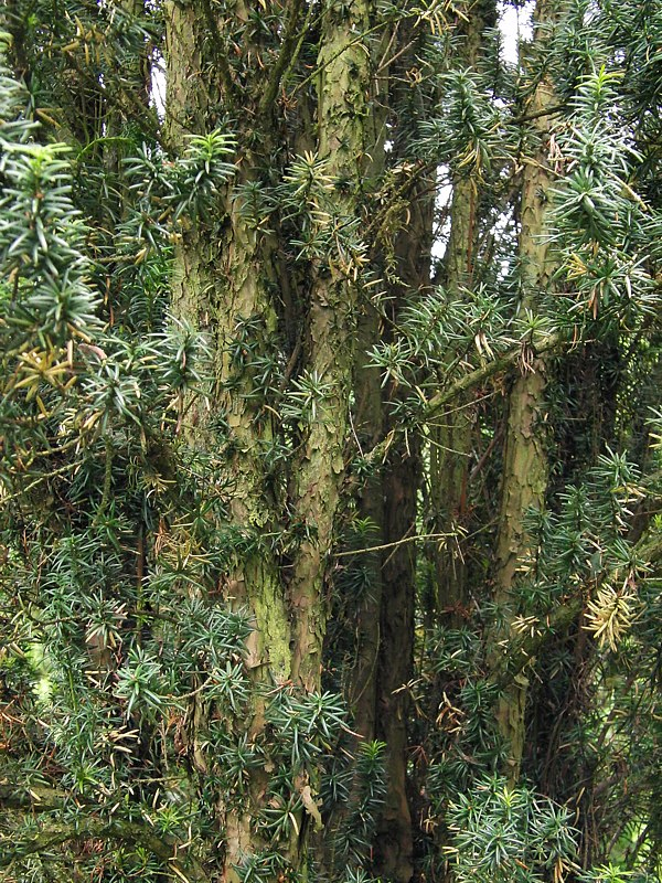 Image of familia Taxaceae specimen.