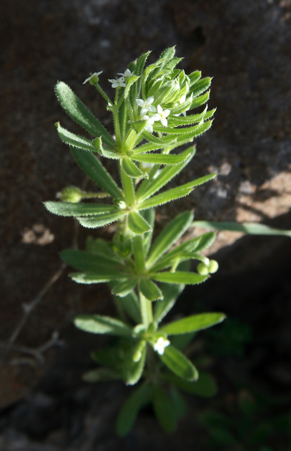 Image of Galium tricornutum specimen.