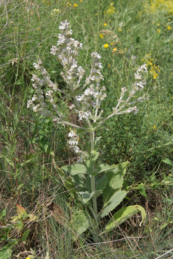 Image of Salvia aethiopis specimen.