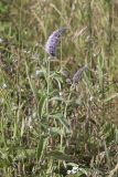 Mentha longifolia. Верхушки цветущих растений. Крым, Бахчисарайский р-н, пос. Куйбышево, луг. 02.07.2017.