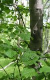 View full-size image Alnus hirsuta