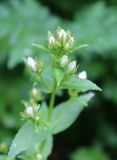 Gadellia lactiflora. Верхушка побега бутонизирующего растения. Карачаево-Черкесия, Тебердинский заповедник, хр. Малая Хатипара, у берега р. Малая Хатипара. 23.07.2017.