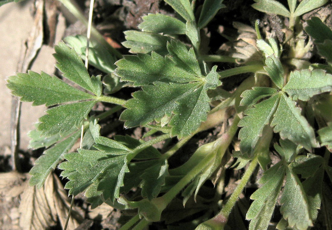 Изображение особи Potentilla incana.