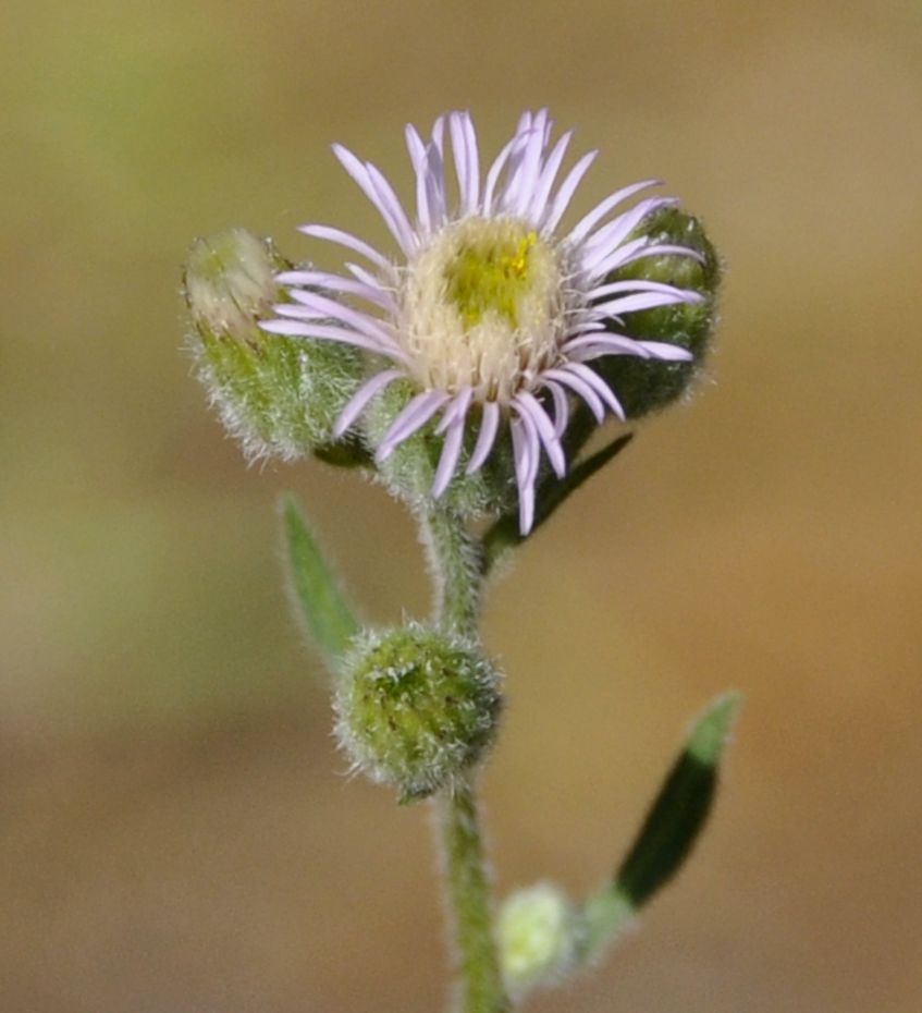 Изображение особи род Erigeron.