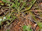 Minuartia decipiens