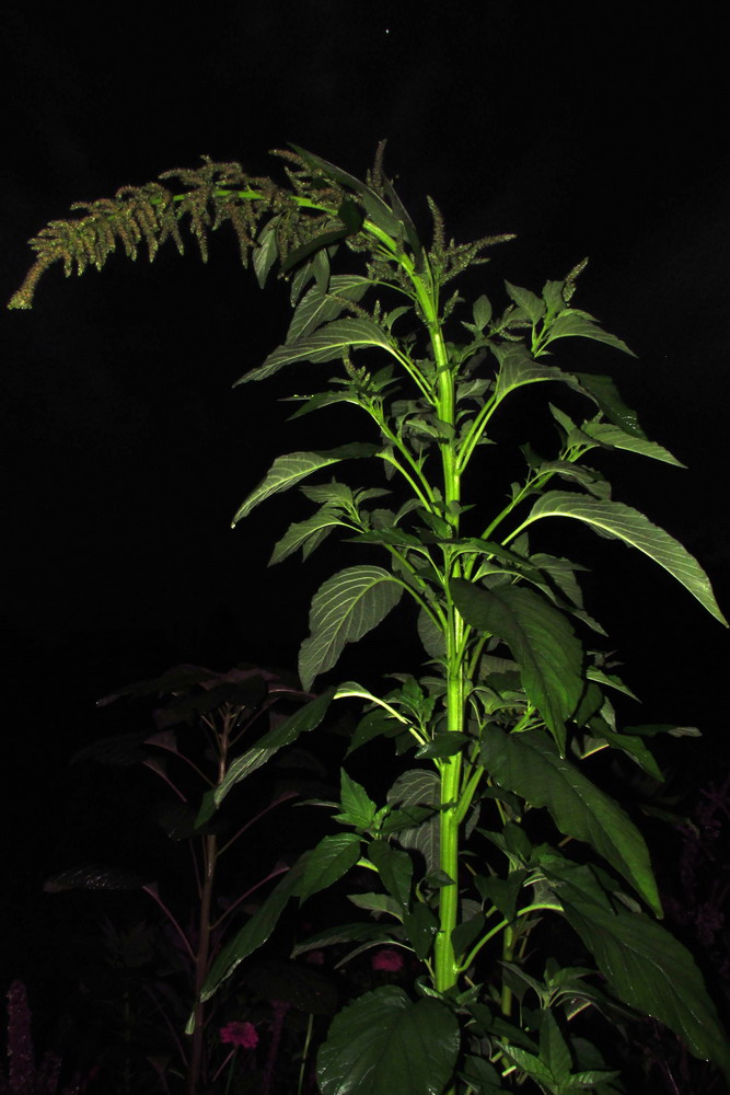 Image of Amaranthus powellii specimen.