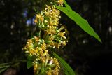 Solidago virgaurea. Часть соцветия. Республика Адыгея, ок. 3 км восточнее г. Майкоп, край пересохшего русла р. Улька, дубово-грабовый лес. 01.10.2017.