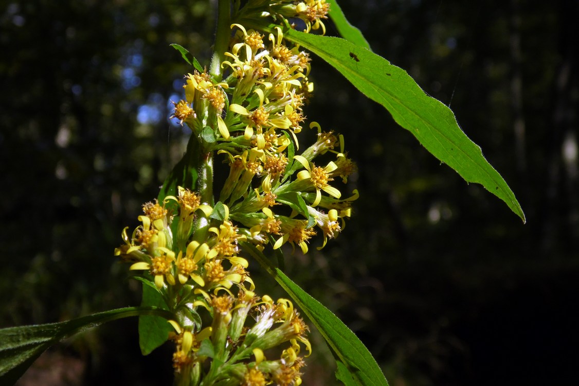 Image of Solidago virgaurea specimen.