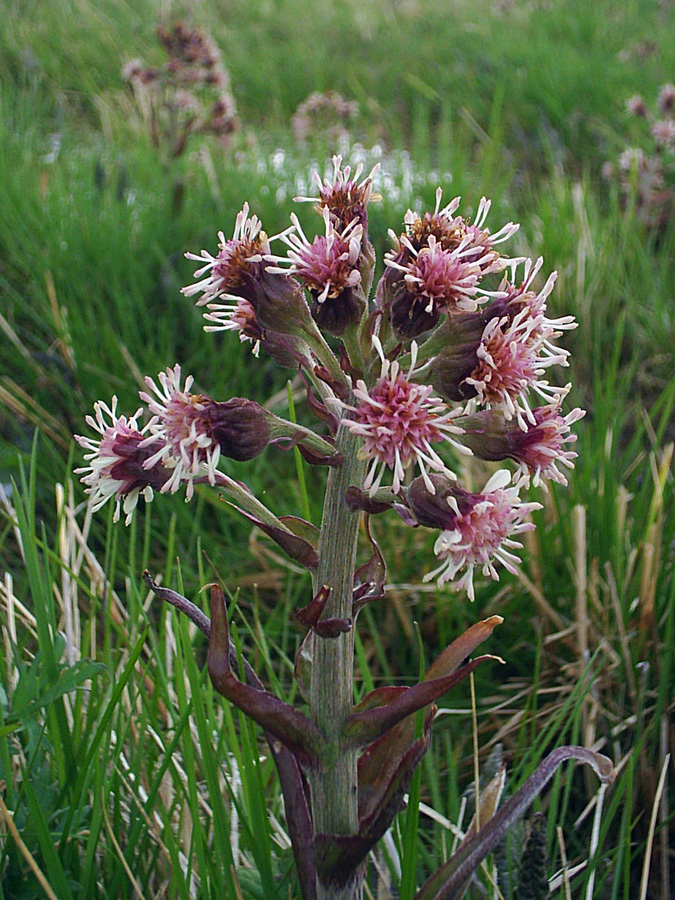 Image of Petasites frigidus specimen.